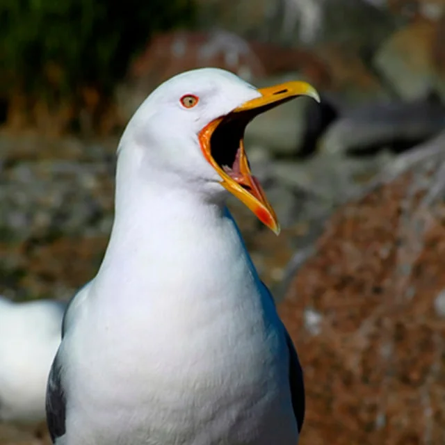 Учеты динозавров 🦖🦢🦆
